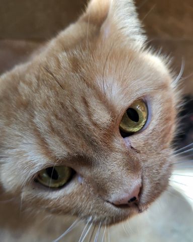 Cute American Shorthair named Rosie