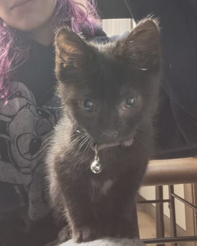 Cute Black cat named Aries