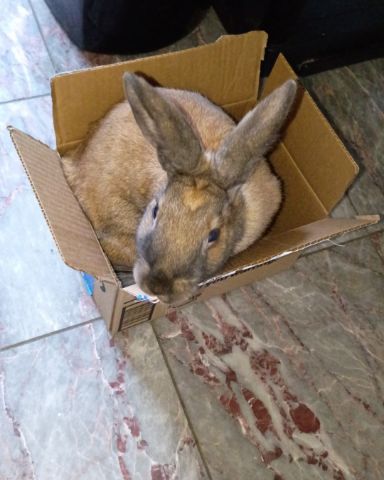 Cute Bunny named Dravina