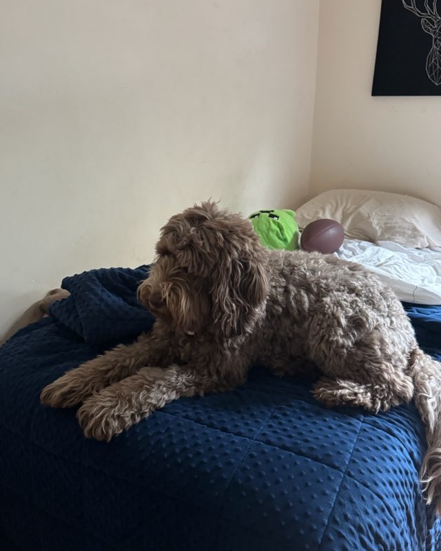 Cute dog named Poppy