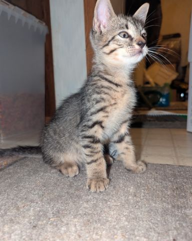 Cute kitty named shadow ✨
