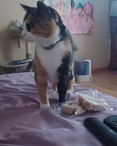 Cute calico named patches