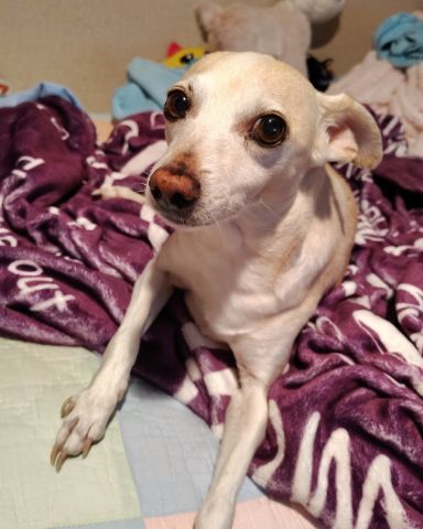 Cute Pink King Chihuahua named Bella