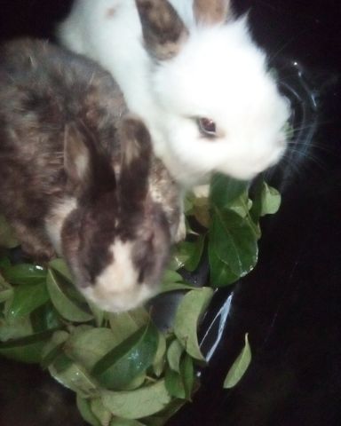 Cute rabbit named stormy and Lola bunny