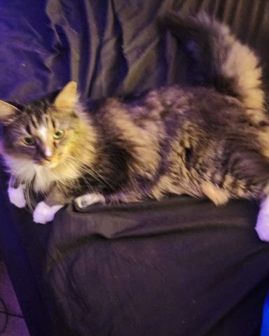 Cute cat named Jordan