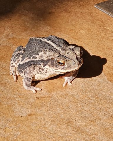 Cute animals named Nature