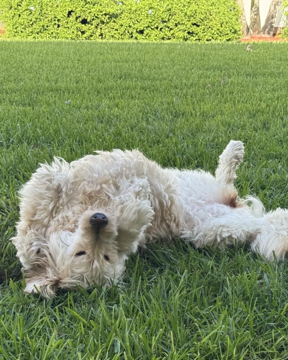 Cute dog named Bria