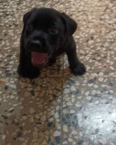 Cute no breed named Cerberus