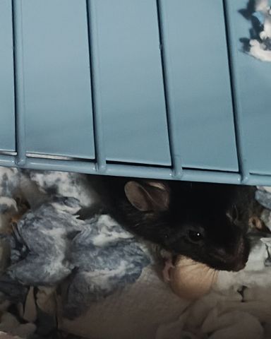 Cute Mouse named Prof. RatRat