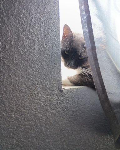 Cute Grey Tuxedo named Petunia