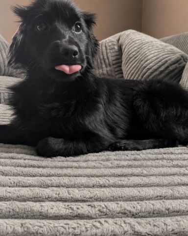 Cute Terrier Mix named Leo