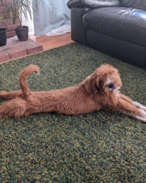 Cute dog named Pretty Penny