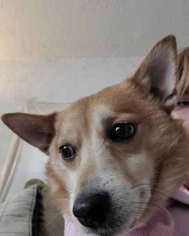 Cute Pomeranian, chihuahua named Mittens