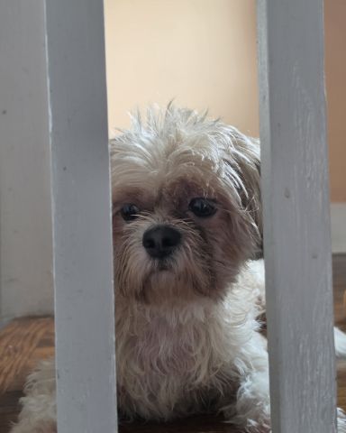 Cute Shih Tzu named Kaylee Marie
