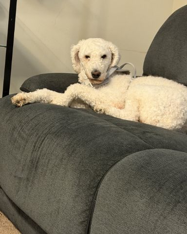 Cute golden doodle! named blaire