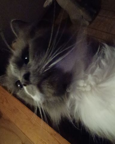 Cute long hair cat named Tom