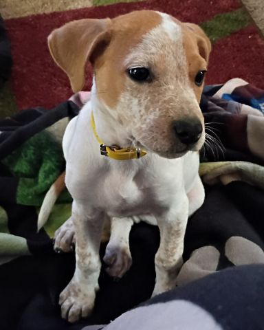 Cute dog named Jac