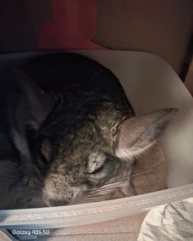 Cute Chinchilla named Chimmichanga
