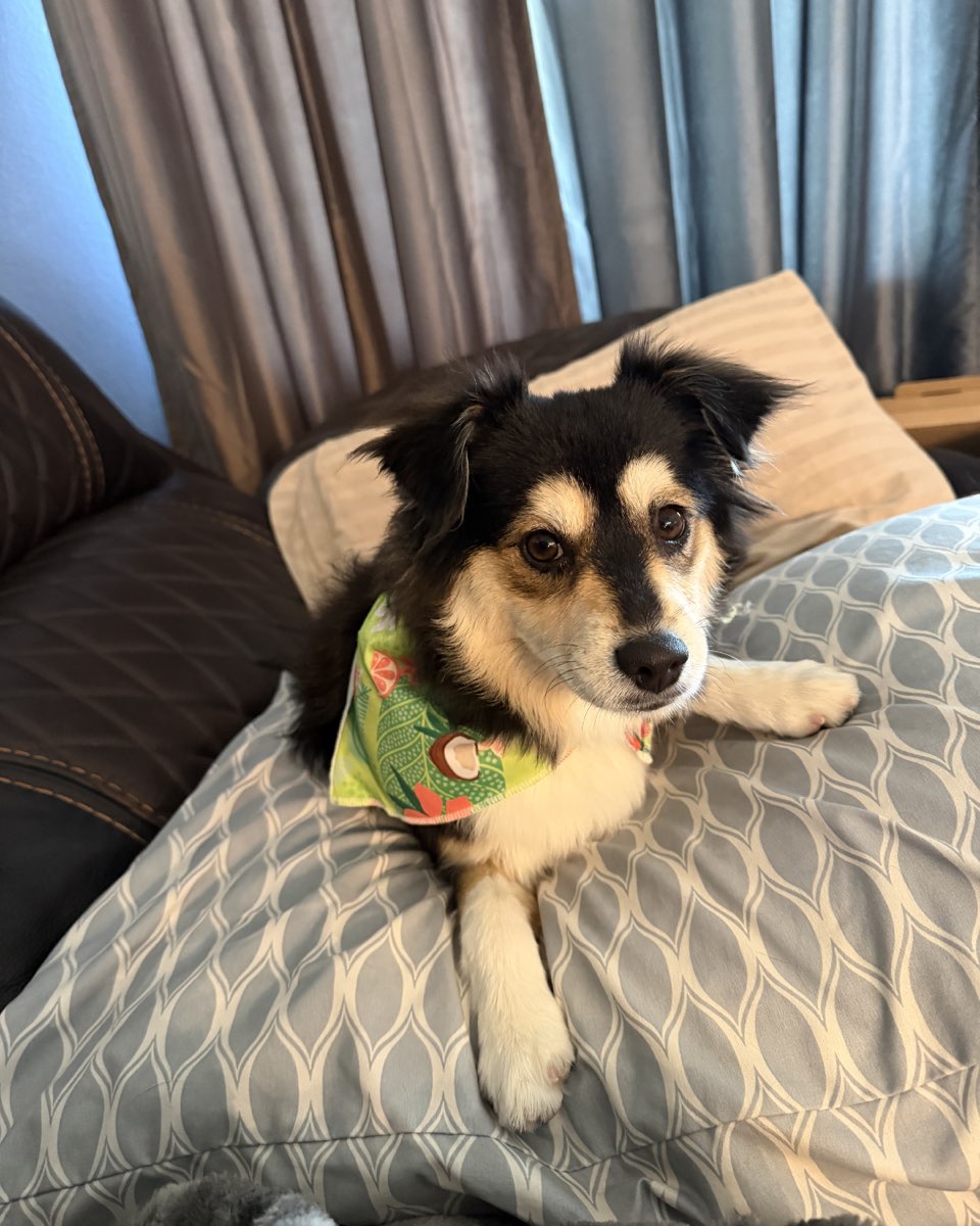 Cute dog named Milli
