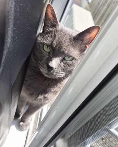 Cute cat named Marshall 🩶 Geoffrey