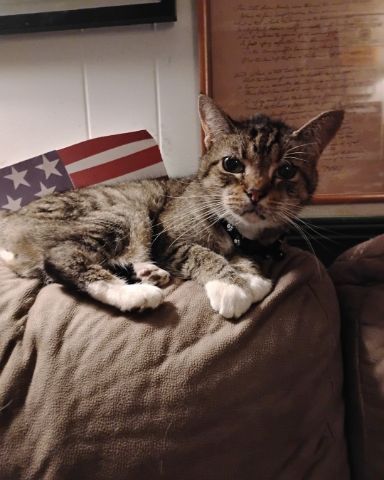 Cute Egyptian Tabby named Shadow