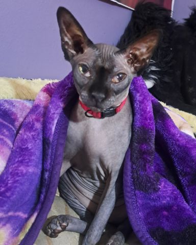 Cute Sphynx named Tilly