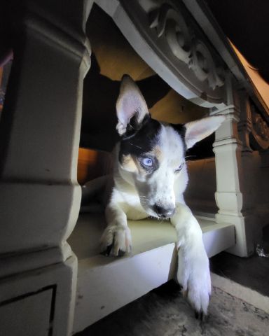 Cute 1/4 Chihuahua 3/4 Queensland healer named Billy