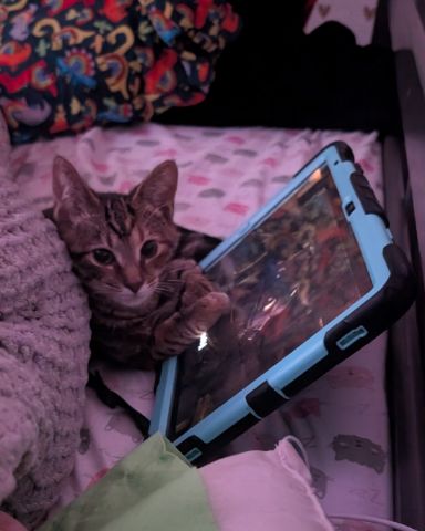 Cute cat named bk