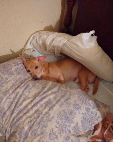 Cute dog named Sammy