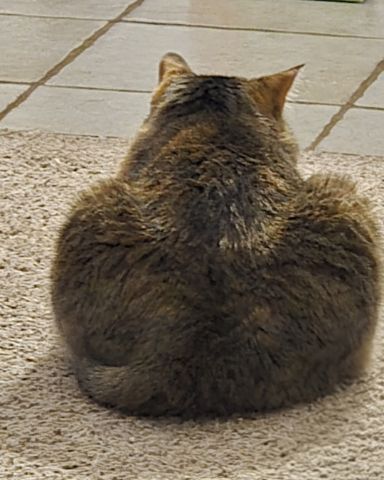 Cute cat named Lucy