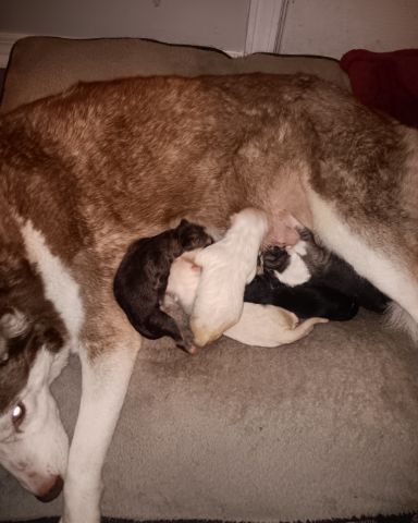 Cute Siberian Husky and German Shepard mix named Puppies