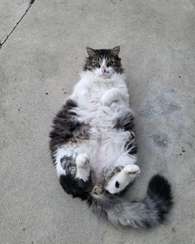 Cute tabby named Farley Fart