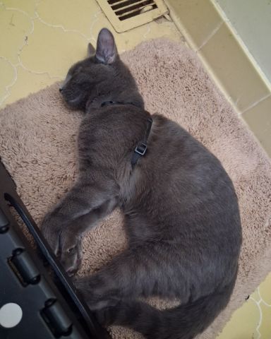 Cute Russian blue named Biscuits