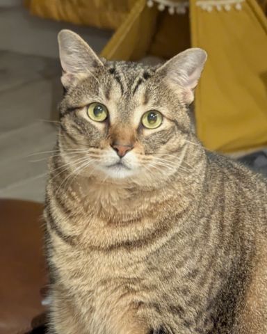 Cute Brown Tabby Shorthair named Cheddar Biscuit