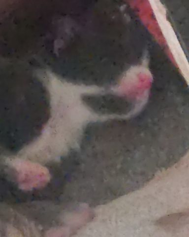 Cute tabby named China