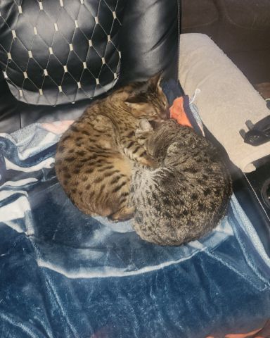 Cute Savannah named Mona