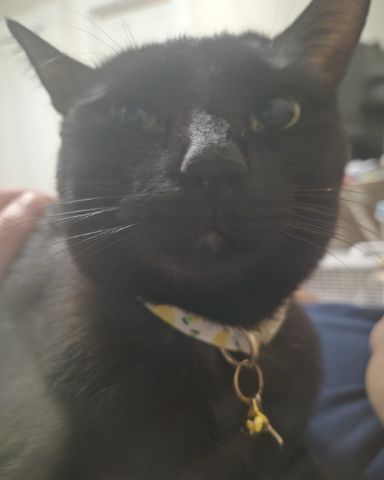 Cute black cat 🐈‍⬛ named noodle 🍜