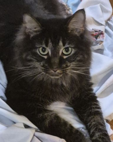 Cute cat named Morgan