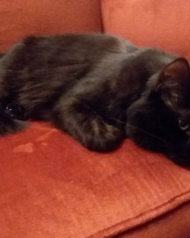 Cute Unsure named Sylvester