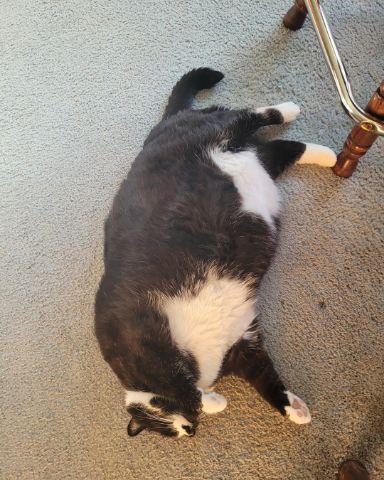 Cute tuxedo named tilly
