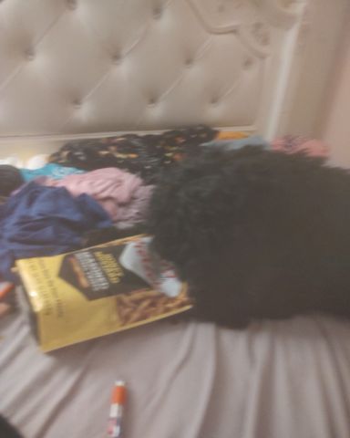 Cute cocker spaniel named hank