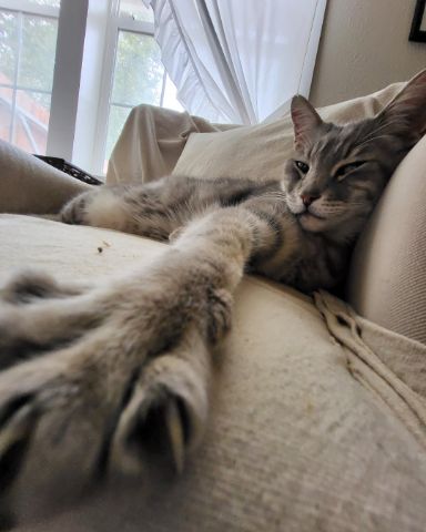 Cute Tabby named Jack