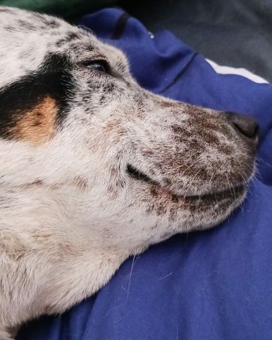 Cute blue heeler named river