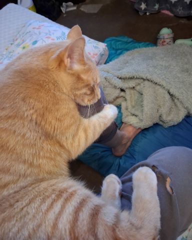 Cute cat named Mr. Orange