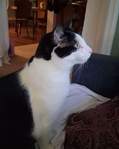 Cute Tuxedo cat named soup