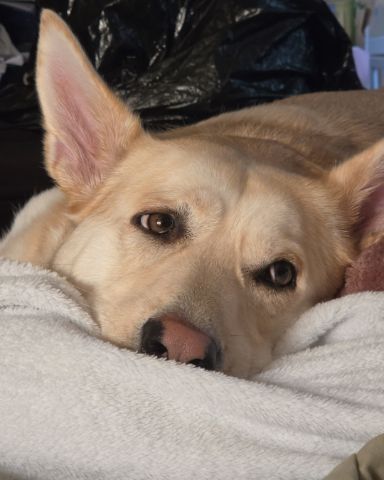Cute Labsky named Bella