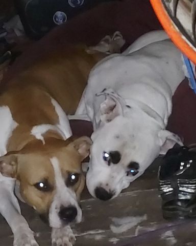 Cute pittys named pup&kaos