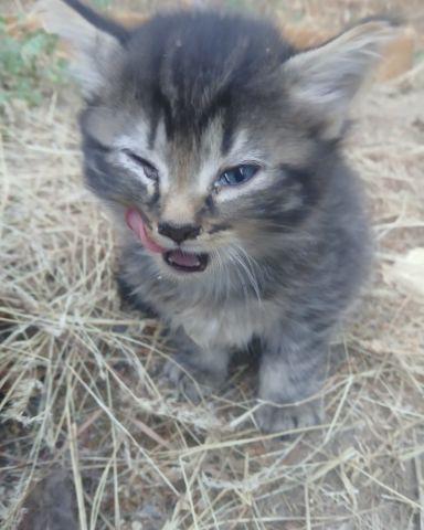 Cute cat named Baby Girl and Batgirl