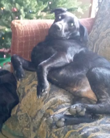 Cute black Lab named Titan