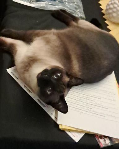 Cute Siamese named Luna🌙💫 (twin of Stella)